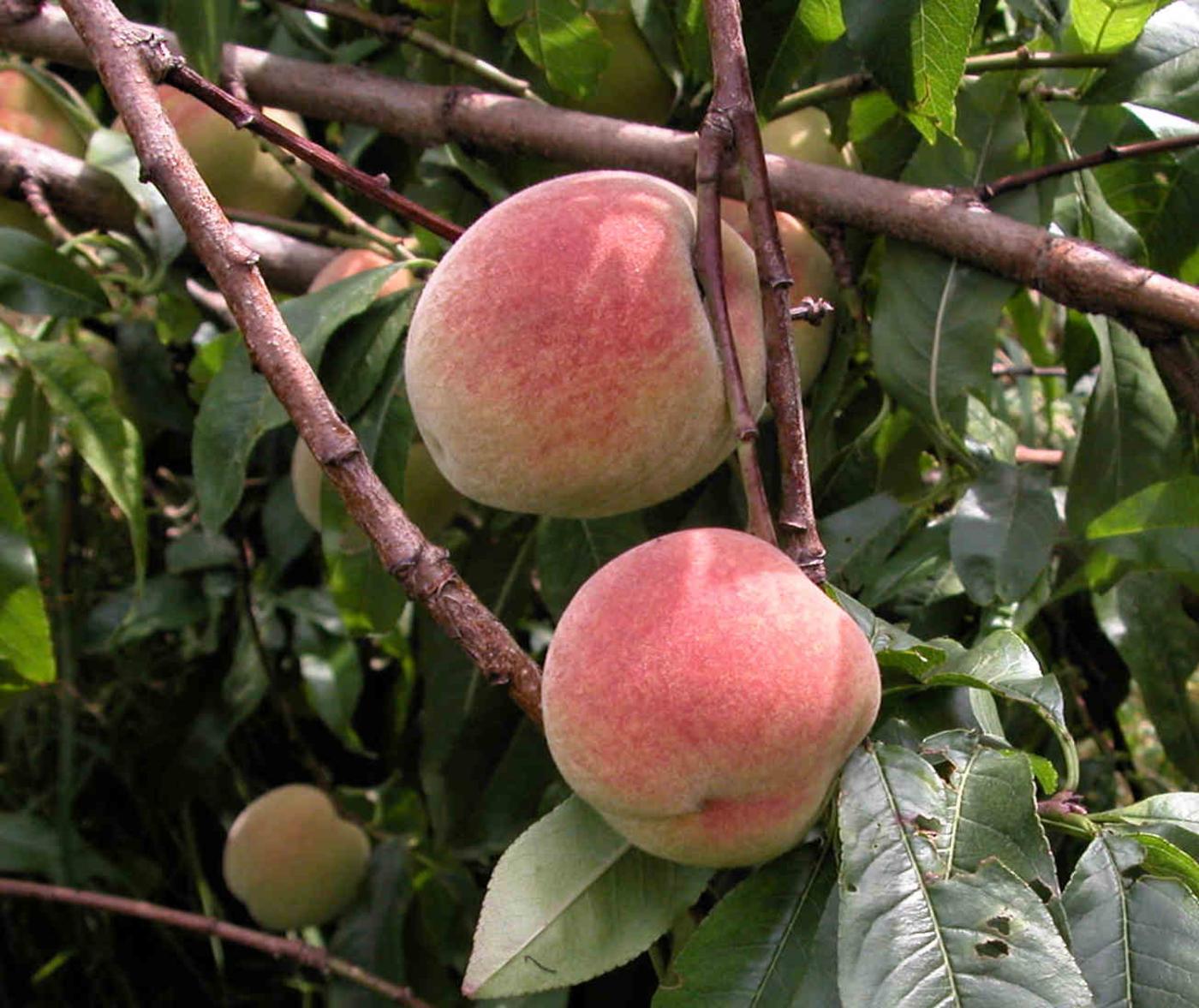 Peach fruit